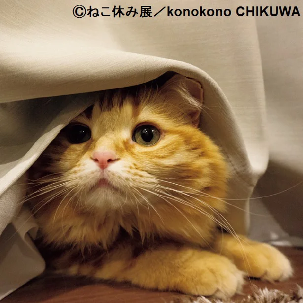 表情豊か 「ねこ休み展」スピンオフ公認！ まるごとちくわ（3）
