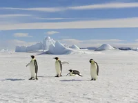 人は、南極では風邪をひかない？/誰かに話したくなる！雑学クイズ