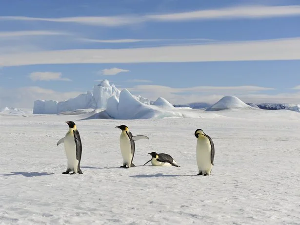 人は、南極では風邪をひかない？
