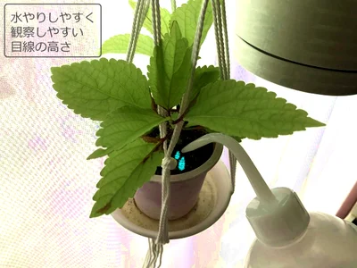 【画像】土のかわきもしっかりチェックできます