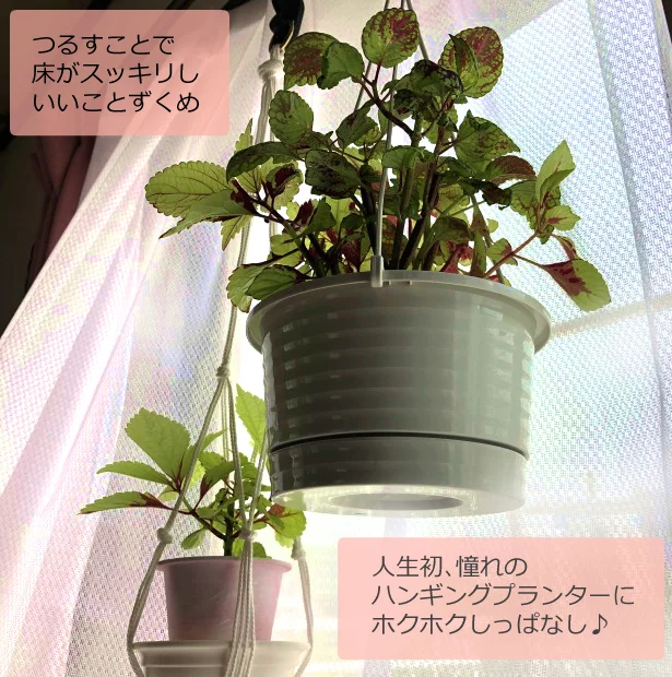 ダイソー プランタ ハンガー で窓辺に植物をつるすだけ 部屋の雰囲気が一気に変わる レタスクラブ