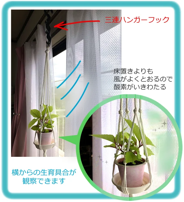 ダイソー プランタ ハンガー で窓辺に植物をつるすだけ 部屋の雰囲気が一気に変わる レタスクラブ