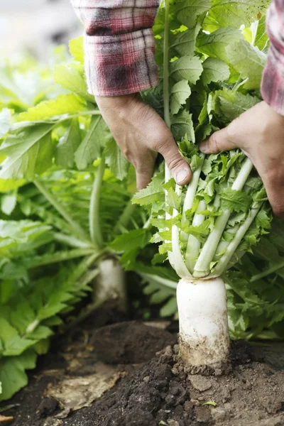 東京・三鷹市にある田辺農園では、旬の大根をはじめとする冬野菜が、いきいきと育っています