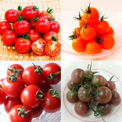 「トマトフーデニング講座」は、トマトの栽培を通じて「育む」「愛でる」「収穫する」「味わう」ことが体験できる機会です。