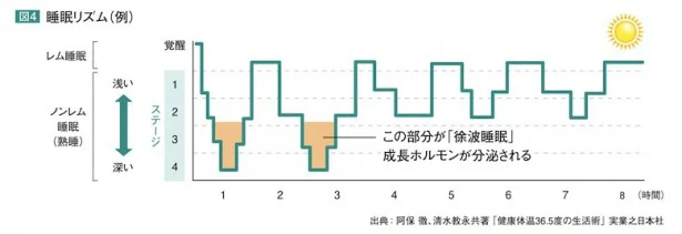 入眠直後1時間ほどノンレム睡眠に落ちた後、睡眠は浅くなり、5～10分ほどで再びノンレム睡眠へ入る。ノンレム睡眠の間に成長ホルモンが分泌される