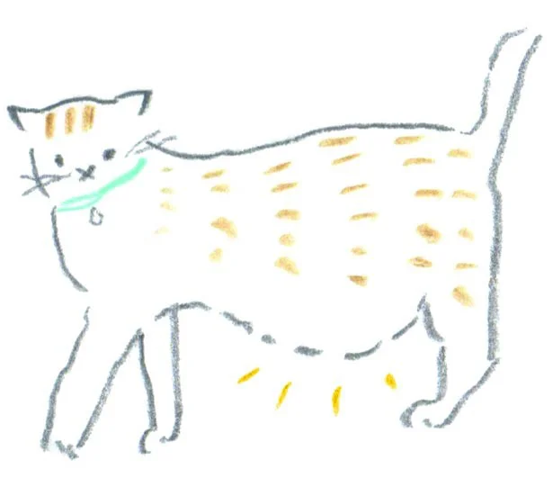 猫も犬も！「ペットのメタボ」チェック4項目