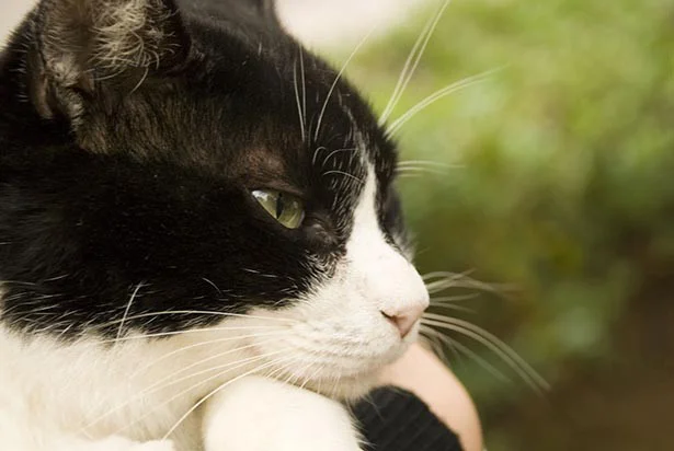 動物支援もできる猫スリッパがかわい過ぎる！