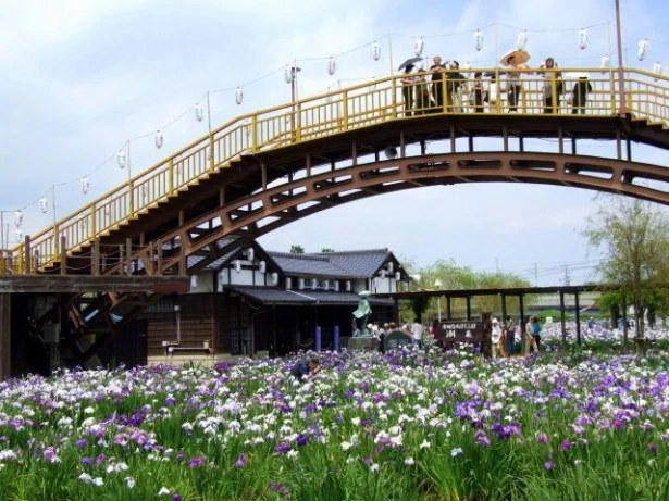 水郷潮来あやめ園(茨城県潮来市)　（5）