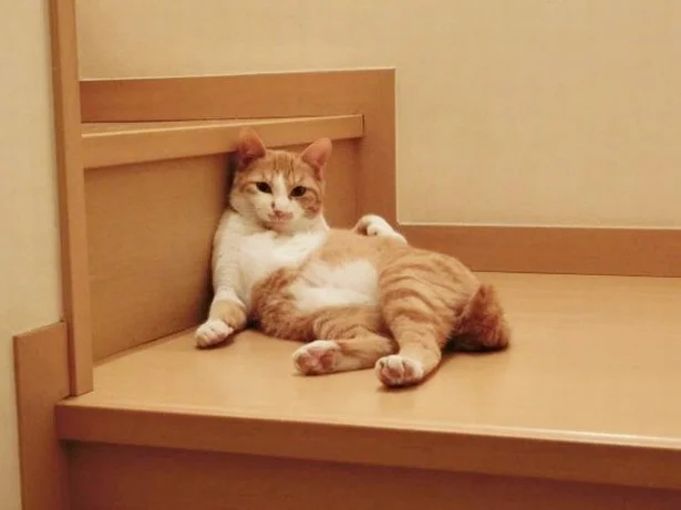 地震速報で猫が噛む」どうすべき？相談できるサイトがリニュ（画像2/3 