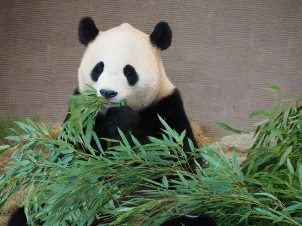 パンダが笹を食べるときの「バキ！」「ゴキ！」という音も、現地でしか味わえない魅力のひとつ