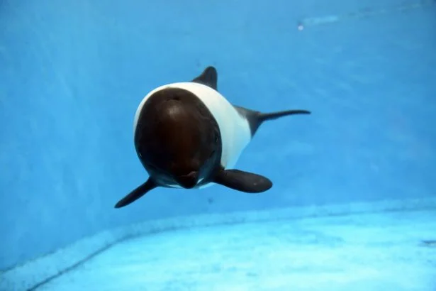 海にパンダ出現！？白と黒のイルカを見に行こう！（画像3/3