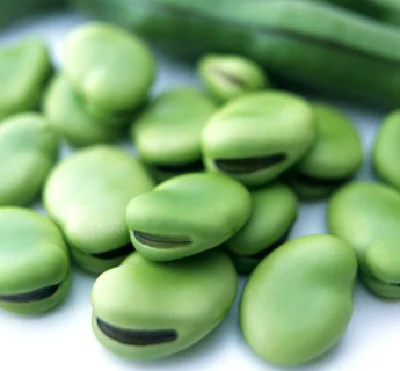 【写真を見る】そら豆の鮮やかな緑色で食欲もUP