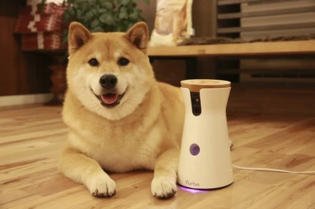 柴犬｢まる｣とコラボしたドッグカメラの凄い機能！