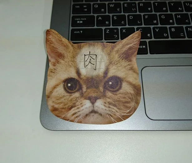 見つめられてる！？リアルな猫ふせん