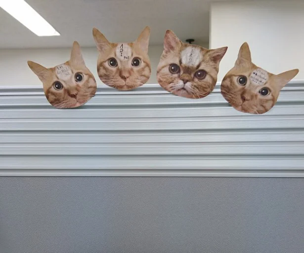 見つめられてる リアルな猫ふせん 画像4 4 レタスクラブ