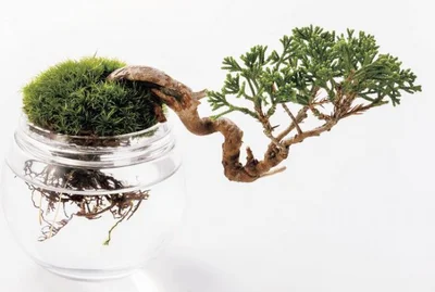 浮いるかのような不思議なデザイン。苔の直径は約7cm。「苔」14 ,000円（税抜）/AQUA BONSAI