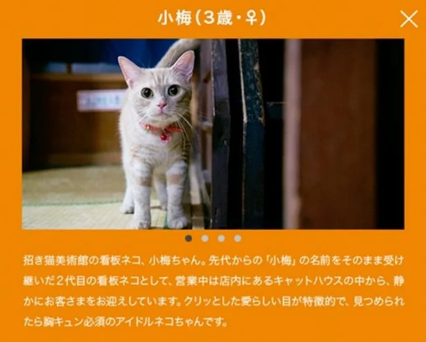 受賞作の出演猫の一匹「小梅ちゃん」は3歳。招き猫美術館の看板ネコ