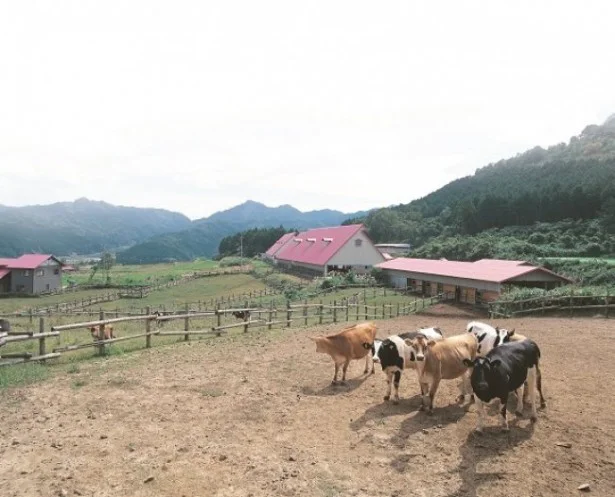 【写真を見る】秋川牧園の雄大な土地でのびのびと育った乳牛