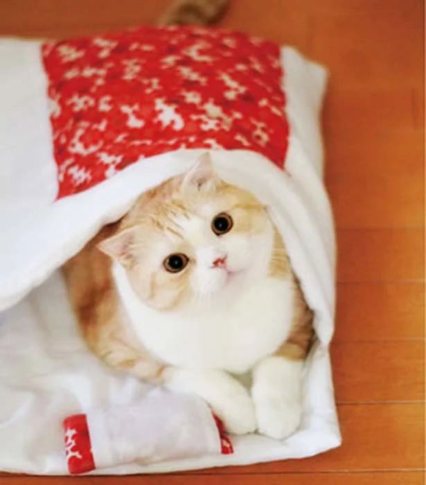 猫グッズまみれ!「フェリシモ猫部」リアル店舗が開店 - レタスクラブ