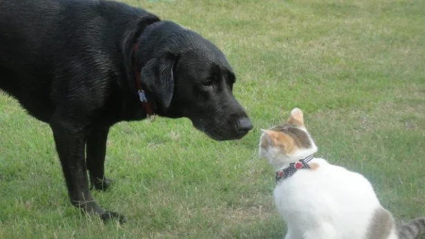 首位逆転!?「犬」が「猫」に座を奪われる日