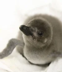 スカイツリーで「ペンギンの赤ちゃん」誕生、お披露目スタート