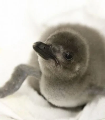 誕生したマゼランペンギンの赤ちゃん（生後13日目）