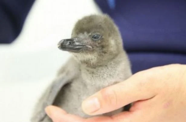 スカイツリーで ペンギンの赤ちゃん 誕生 お披露目スタート 画像2 2 レタスクラブ
