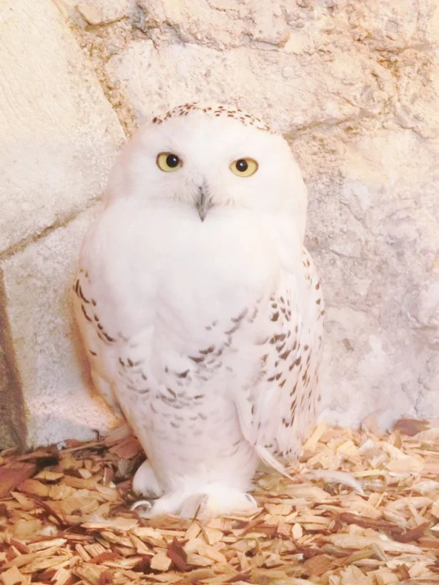 見れば幸運 あの映画で有名な シロフクロウ に会えるカフェ 画像4 4 レタスクラブ