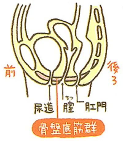 骨盤底筋群は、恥骨から尾骨までハンモックのように広がっている筋肉のこと