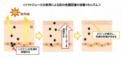 メラニンの生成が抑制され、ターンオーバーが促進されたと考えられるそう。「トマトジュースの飲用による肌の色調回復の改善メカニズム」