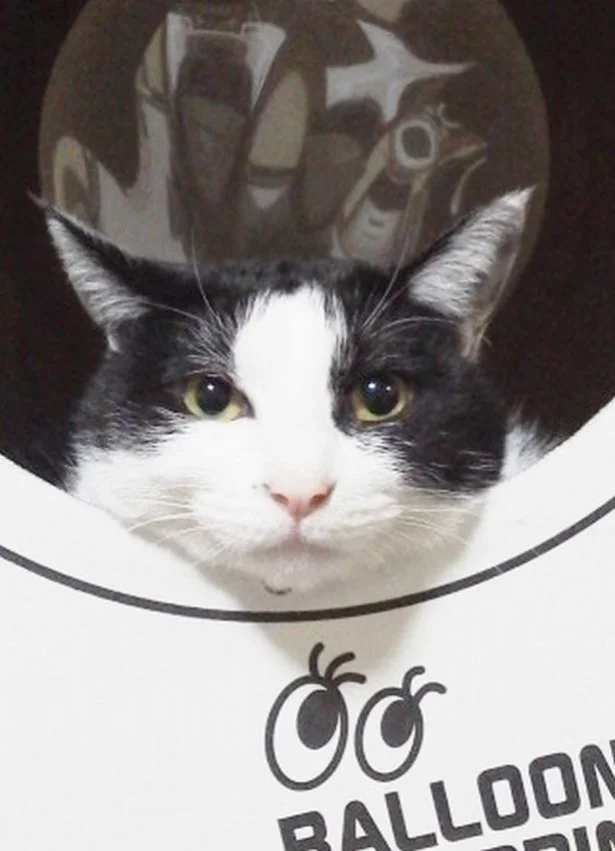 8月の猫☆占ニャい【おひつじ座】好みではない異性にゃんこから求愛の予感