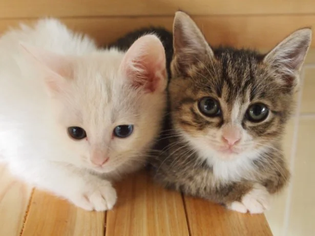 8月の猫☆占ニャい【おうし座】板の間で寝ているだけでも幸運がやってくる