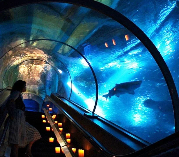 特別な光に彩られた夜の水族館を探検しよう