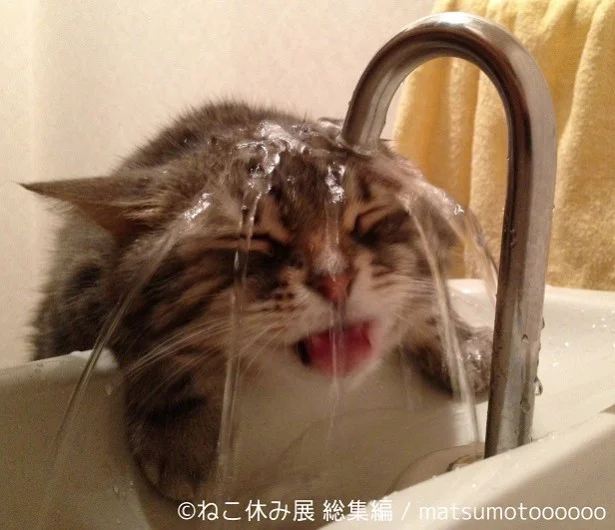あの人気猫の「巨大化」を目撃しにGO