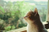 猫フェス！岩合光昭さんの猫写真展が全国17カ所で開催