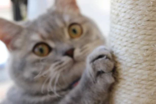 8月の猫☆占ニャい【ふたご座】ここ掘れニャんニャン、金運急上昇