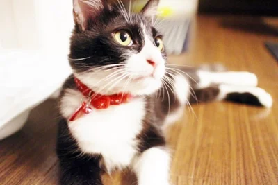 【写真を見る】ふたご座猫さんのラッキーアイテムは「赤い首輪」