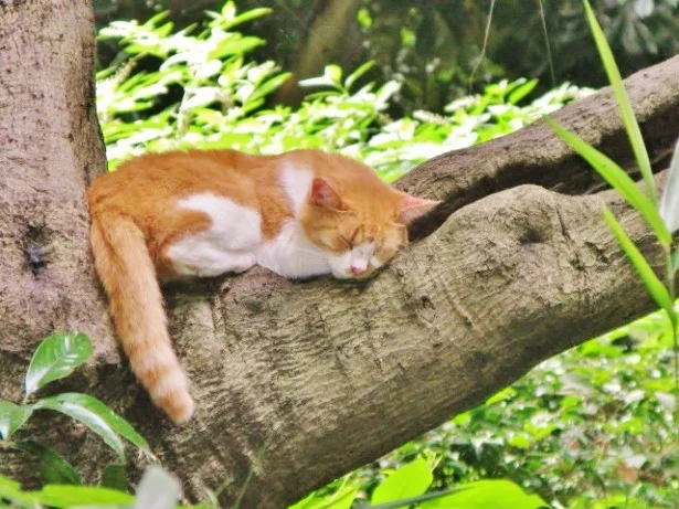 羽や葉っぱでお昼寝場をデコりにくい猫さんは、自然の中でお昼寝してもOK