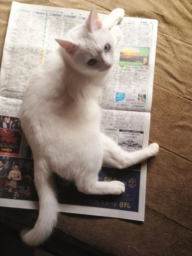【写真を見る】かに座猫さんのラッキーアイテムは「新聞紙」。思う存分飼い主さんの邪魔しちゃいましょ（かに座猫のママ・パパさんは大目に見てあげてね）