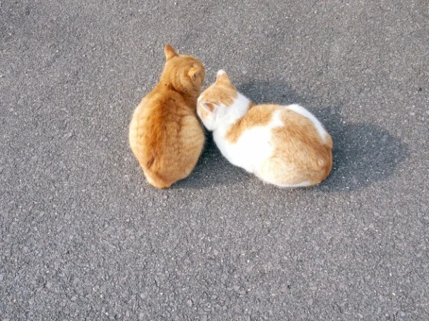 8月の猫☆占ニャい【しし座】せみの抜け殻の贈り物で両想い確実！