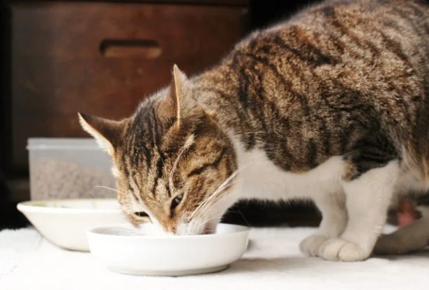 8月の猫☆占ニャい【おとめ座】夏太りに注意、カリカリはよく噛んで