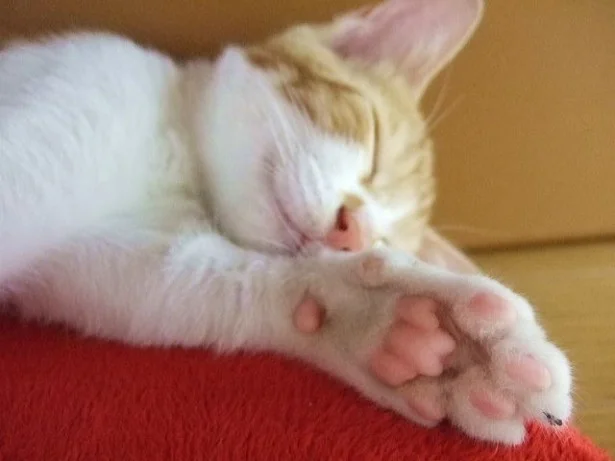 8月の猫☆占ニャい【さそり座】広い心で肉球をかがせれば、もっと仲よくニャれる