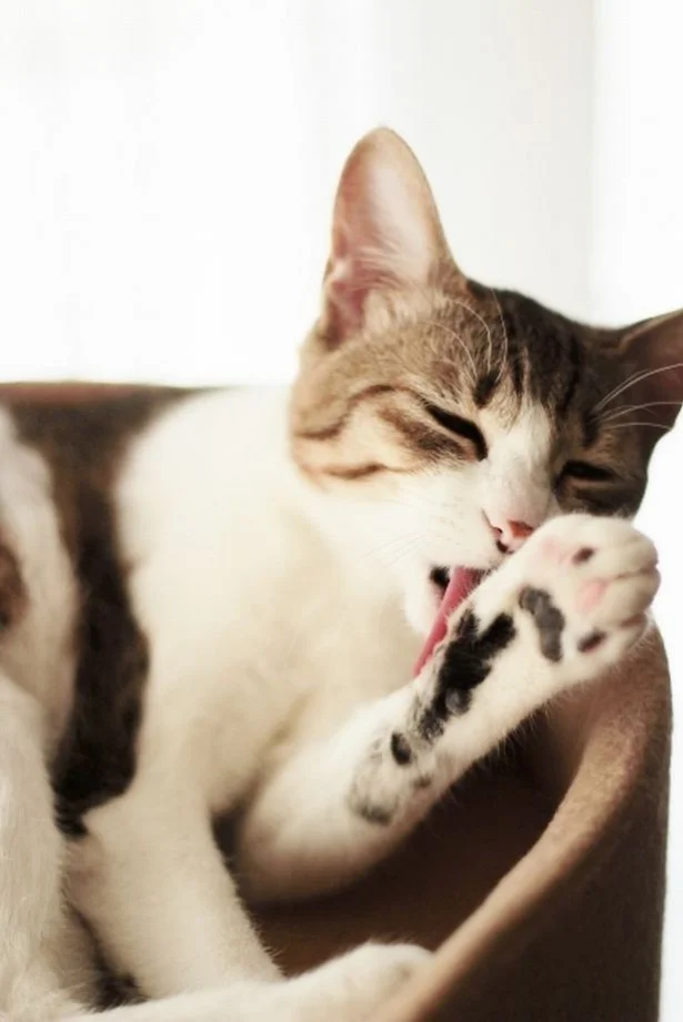 8月の猫☆占ニャい【いて座】顔を洗って精神統一しながら、幸運を待って