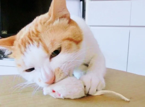 8月の猫☆占ニャい【やぎ座】アレはちゃんと始末してからママに報告！