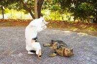 8月の猫☆占ニャい【みずがめ座】ケンカは猫パンチのあと、逃げるが勝ち！