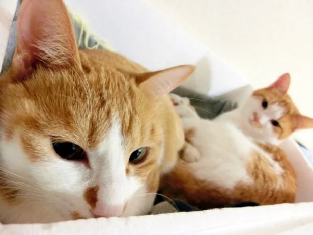 8月の猫☆占ニャい【うお座】運命の出会いが。飼い主との愛も深まりそう