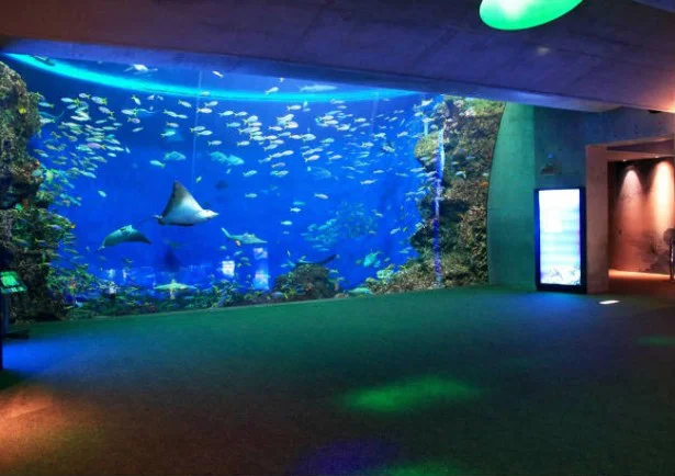 夜の水族館にお泊まり？鴨シーに女子会プラン登場