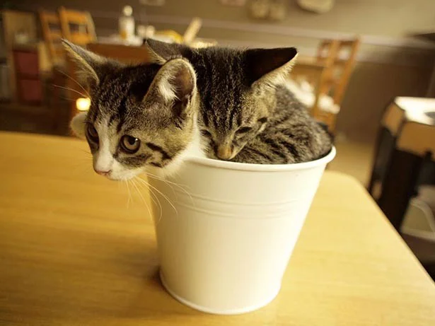 猫と人をハッピーにしてくれる｢幸せのコーヒー｣発売！