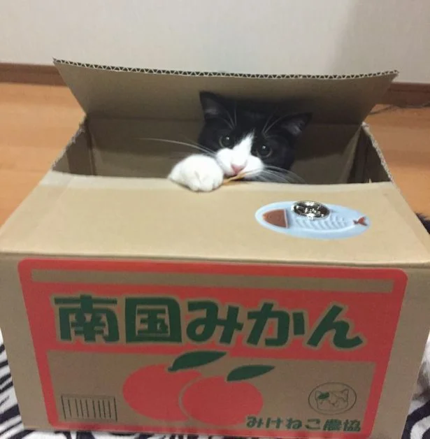 猫がお金を隠す「いたずらBANK」、激萌えリアル版