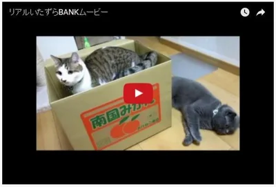 【写真を見る】動画部門のグランプリは、3匹の猫が参戦するすごい展開にクスリ
